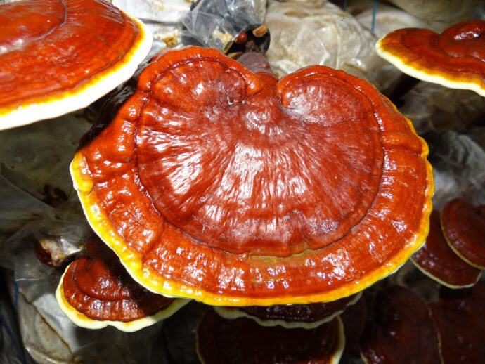 Reishi – Ganodermum lucidum